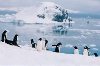 A group of Gentoo penguins on the snow against a backdrop of blue water and ice in Antarctica